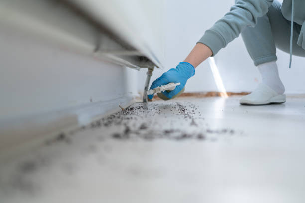 Trusted St Peters, MO Pest Control Experts